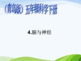 青岛小学科学五下《4.脑与神经》PPT课件-(3)