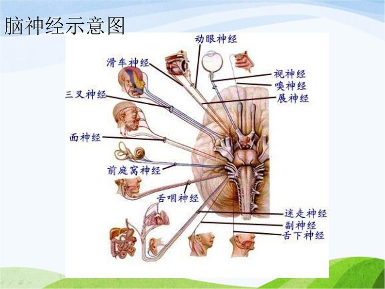 青岛小学科学五下《4.脑与神经》PPT课件-(3)05