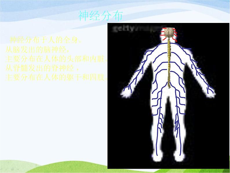 青岛小学科学五下《4.脑与神经》PPT课件-(4)03