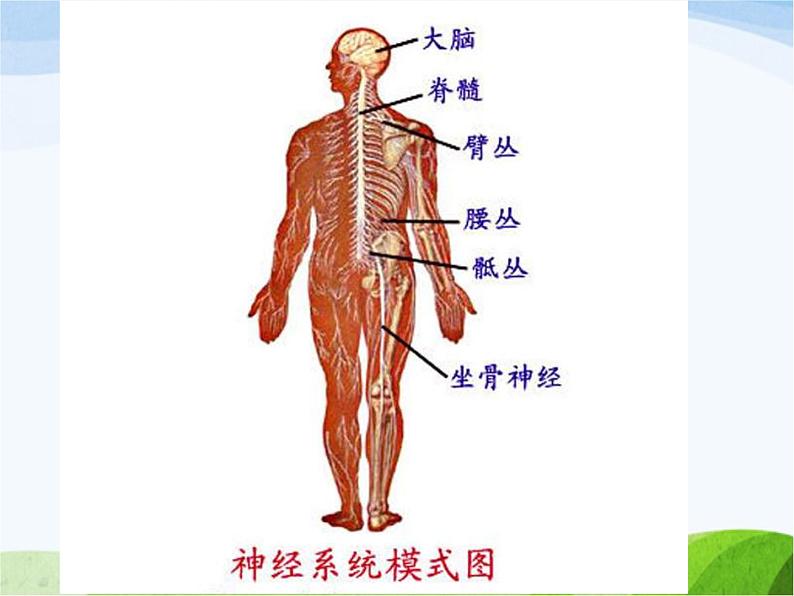 青岛小学科学五上《9-脑与神经》PPT课件-(2)第1页