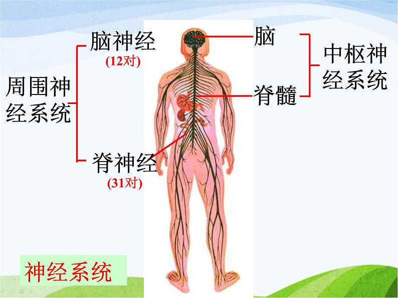 青岛小学科学五上《9-脑与神经》PPT课件-(2)第7页