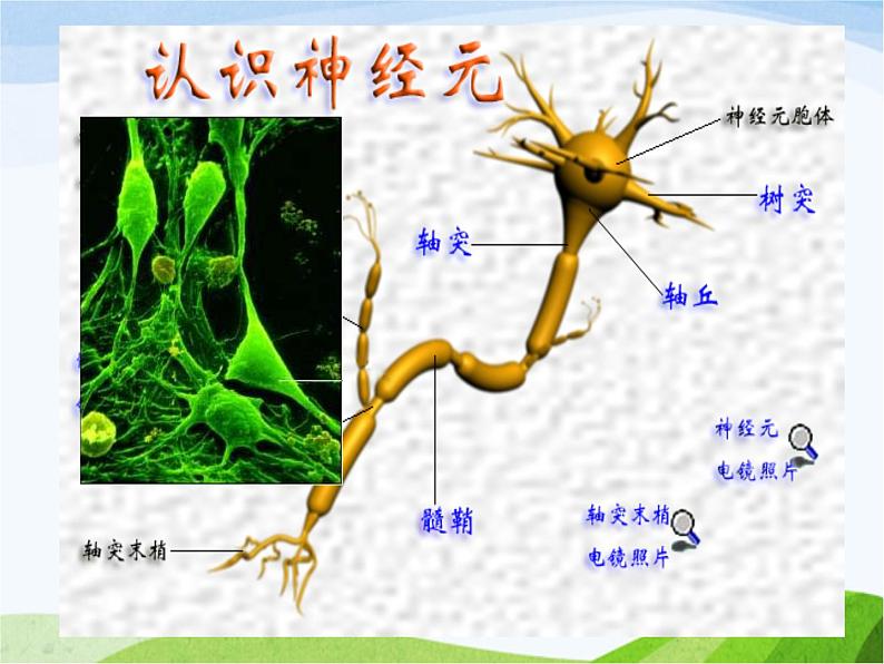 青岛小学科学五上《9-脑与神经》PPT课-件-(3)第4页