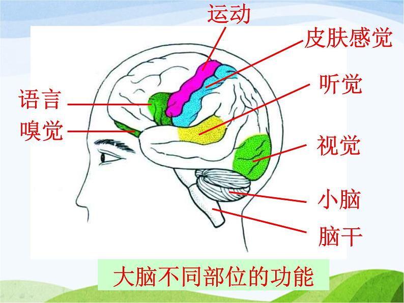 青岛小学科学五上《9-脑与神经》PPT课-件-(3)第6页