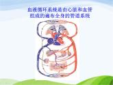 青岛小学科学五下《3.心脏和血管》PPT课件-(3)