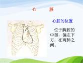 青岛小学科学五下《3.心脏和血管》PPT课件-(3)