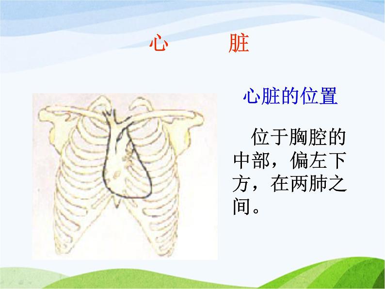 青岛小学科学五下《3.心脏和血管》PPT课件-(3)第3页