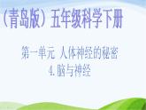 青岛小学科学五下《4.脑与神经》PPT课件-(1)