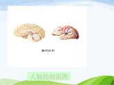 青岛小学科学五下《4.脑与神经》PPT课件-(1)