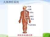 青岛小学科学五上《9-脑与神经》PPT课-件-(4)
