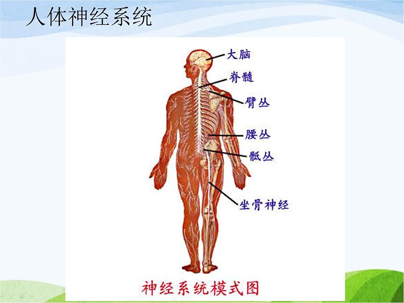 青岛小学科学五上《9-脑与神经》PPT课-件-(4)03