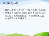 青岛小学科学五上《9-脑与神经》PPT课-件-(4)
