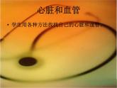 青岛小学科学五上《8-心脏和血管》PPT课件-(3)