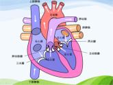青岛小学科学五下《3.心脏和血管》PPT课件-(1)