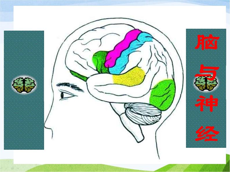 青岛小学科学五上《9-脑与神经》PPT课件-(1)01