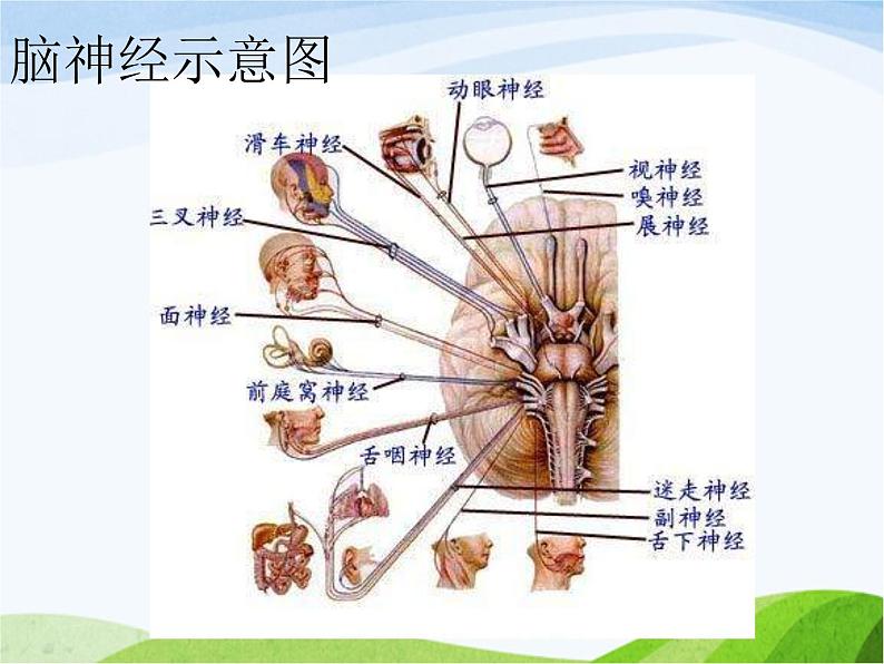 青岛小学科学五上《9-脑与神经》PPT课件-(1)07