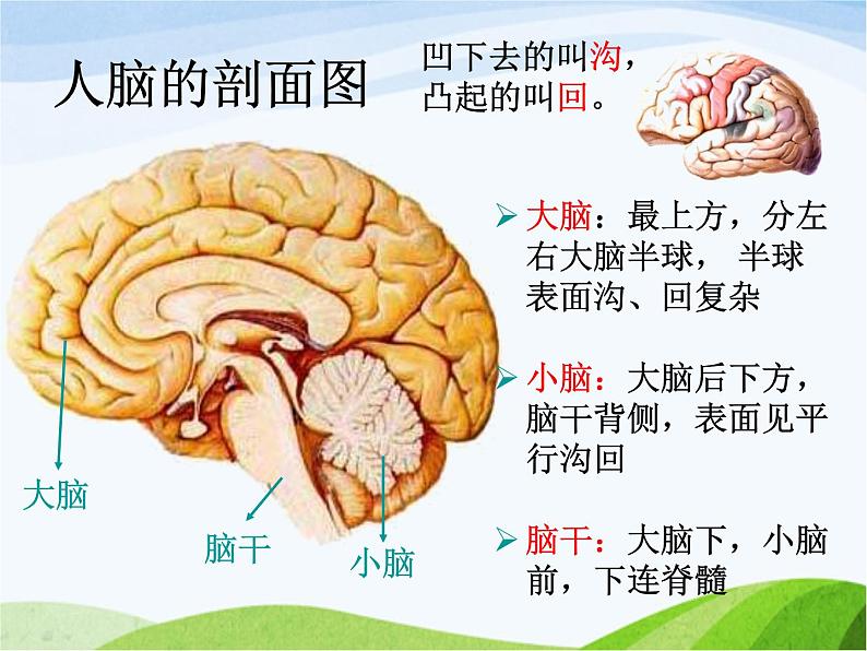 青岛小学科学五上《9-脑与神经》PPT课件-(1)08