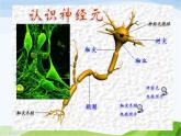 青岛小学科学五下《4.脑与神经》PPT课件-(2)