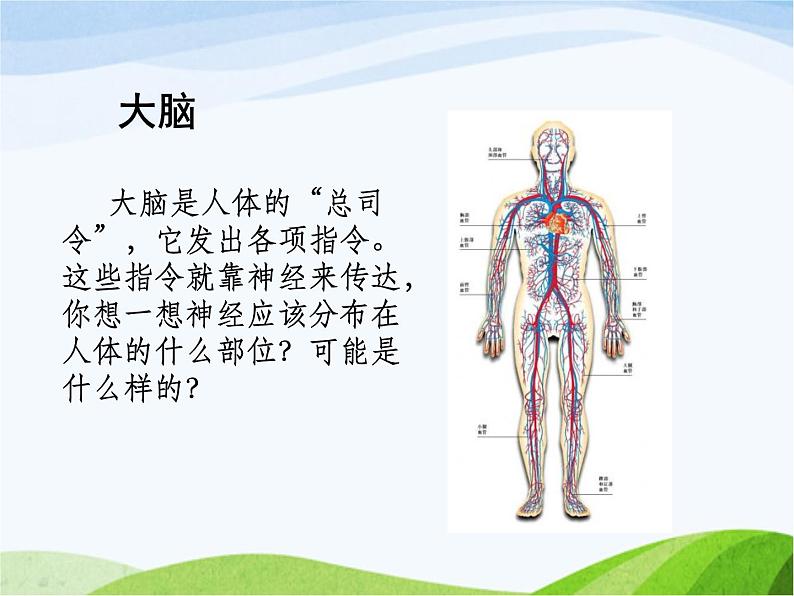 青岛小学科学五下《4.脑与神经》PPT课件-(2)第5页