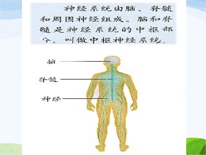青岛小学科学五上《9-脑与神经》PPT课-件-(2)第2页