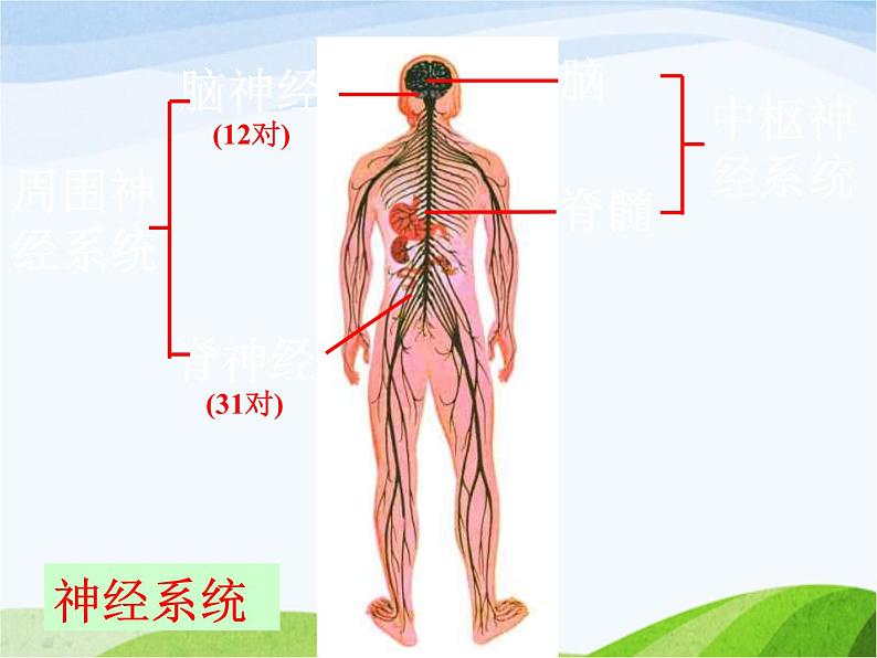 青岛小学科学五上《9-脑与神经》PPT课-件-(2)第3页