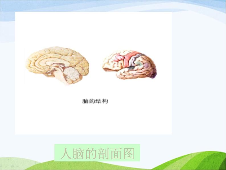 青岛小学科学五上《9-脑与神经》PPT课-件-(2)第4页
