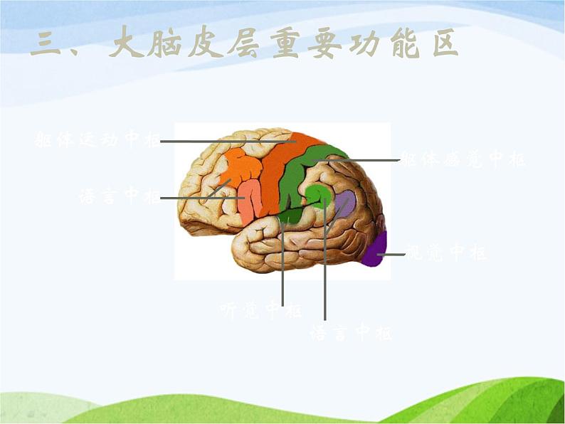青岛小学科学五上《9-脑与神经》PPT课-件-(2)第7页