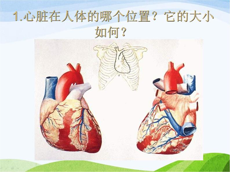 青岛小学科学五下《3.心脏和血管》PPT课件-(2)第2页