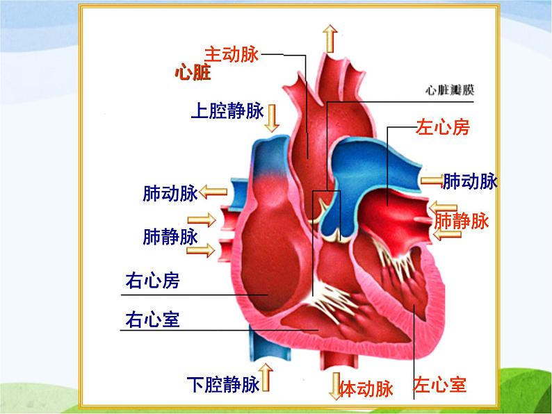 青岛小学科学五下《3.心脏和血管》PPT课件-(2)第6页