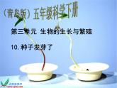 青岛小学科学五下《10.种子发芽了》PPT课件-(3)