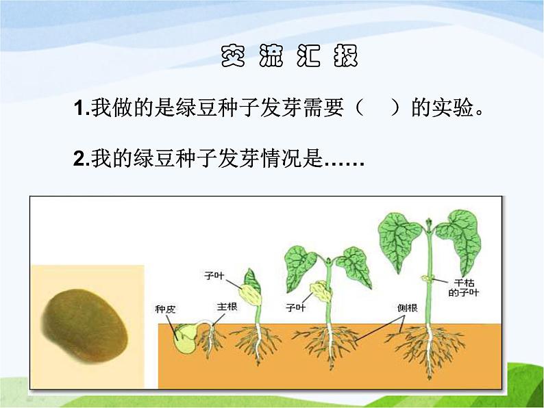 青岛小学科学五下《10.种子发芽了》PPT课件-(3)02