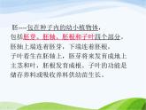 青岛小学科学五下《10.种子发芽了》PPT课件-(5)