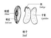青岛小学科学五下《10.种子发芽了》PPT课件-(5)