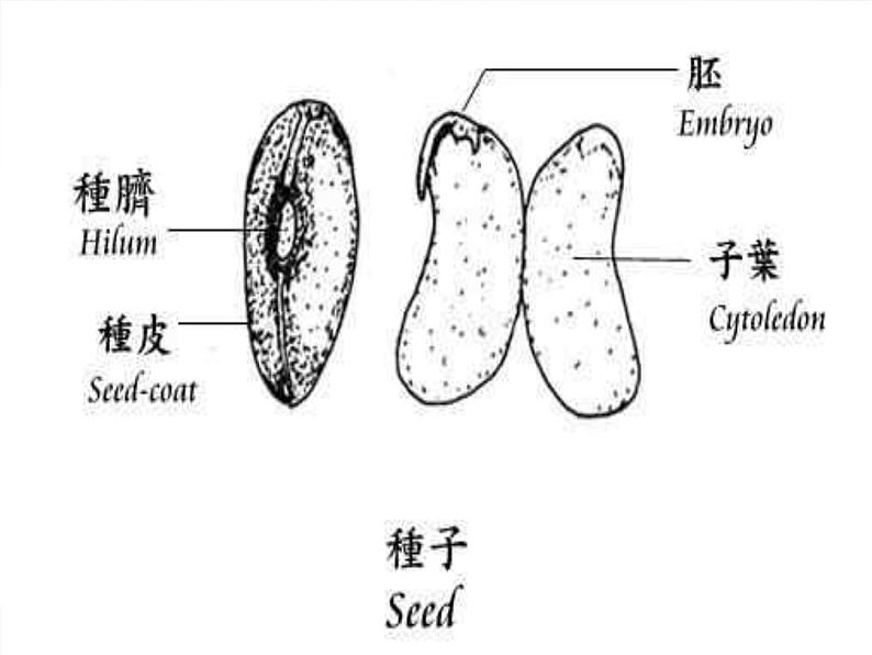 青岛小学科学五下《10.种子发芽了》PPT课件-(5)第5页