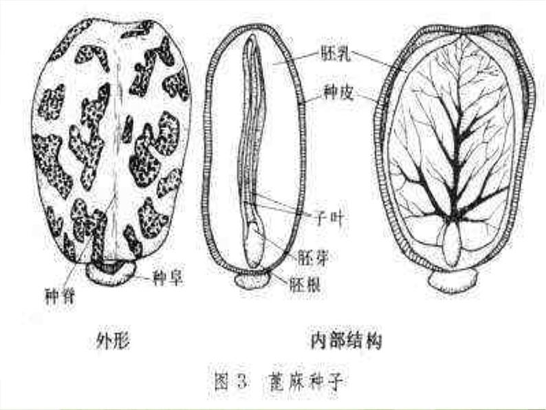 青岛小学科学五下《10.种子发芽了》PPT课件-(5)第6页