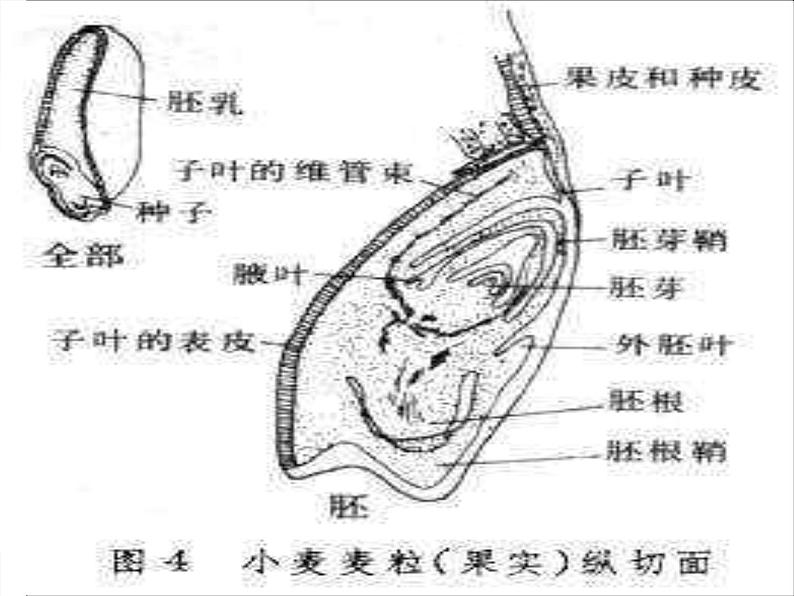 青岛小学科学五下《10.种子发芽了》PPT课件-(5)第7页