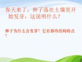 青岛小学科学五下《10.种子发芽了》PPT课件-(2)