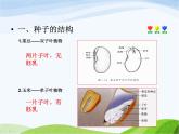 青岛小学科学五下《10.种子发芽了》PPT课件-(2)