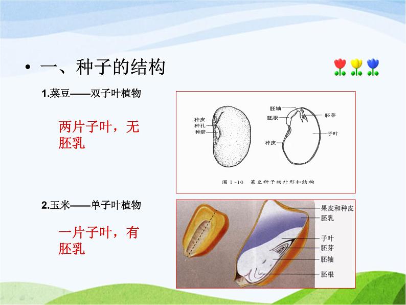 青岛小学科学五下《10.种子发芽了》PPT课件-(2)第3页