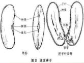 青岛小学科学五下《10.种子发芽了》PPT课件-(2)