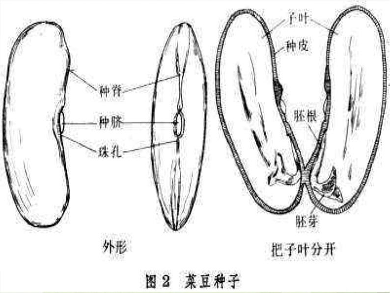 青岛小学科学五下《10.种子发芽了》PPT课件-(2)第4页