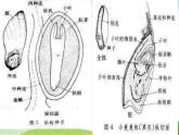 青岛小学科学五下《10.种子发芽了》PPT课件-(2)