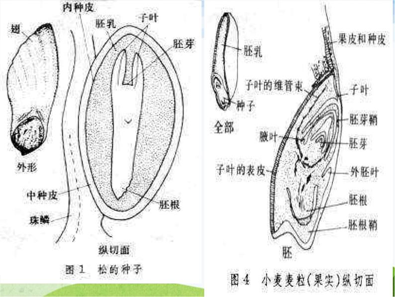 青岛小学科学五下《10.种子发芽了》PPT课件-(2)第5页