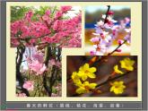 青岛小学科学五下《12.植物的花》PPT课件-(3)