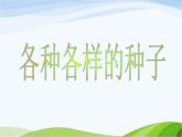 青岛小学科学五下《10.种子发芽了》PPT课件-(6)