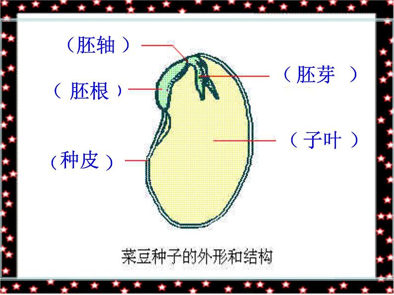 青岛小学科学五下《10.种子发芽了》PPT课件-(6)06