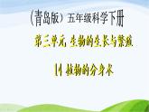 青岛小学科学五下《14.植物的“分身术”》PPT课件-(1)