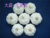 青岛小学科学五下《14.植物的“分身术”》PPT课件-(1)