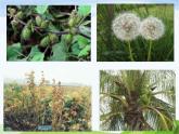 青岛小学科学五下《14.植物的“分身术”》PPT课件-(2)