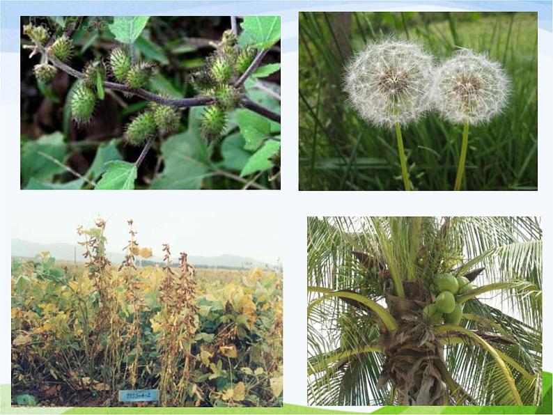 青岛小学科学五下《14.植物的“分身术”》PPT课件-(2)第2页