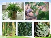 青岛小学科学五下《14.植物的“分身术”》PPT课件-(2)
